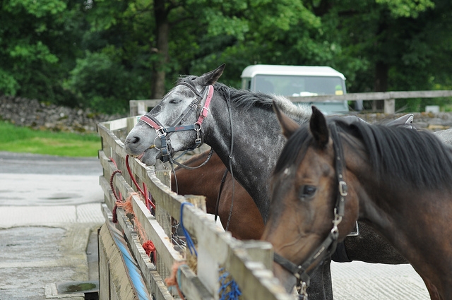caballos esperando